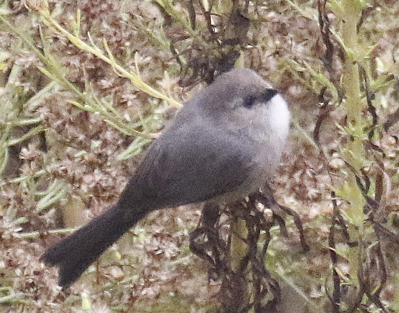 Bushtit - ML267028831