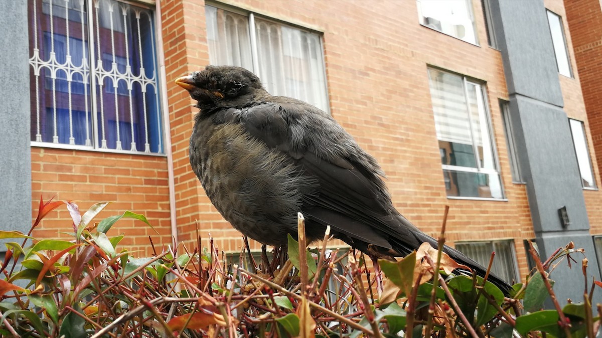 Great Thrush - ML267028961