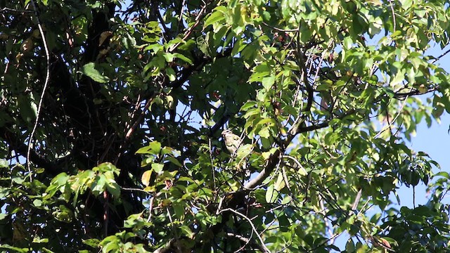 Rose-breasted Grosbeak - ML267029591