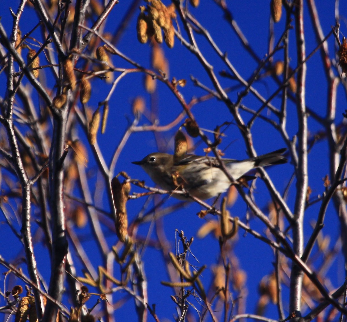 Yellow-rumped Warbler (Myrtle) - Gary Vizniowski