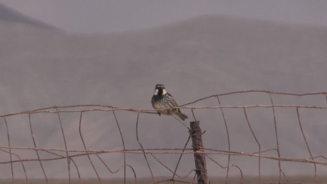 Söğüt Serçesi - ML267031611