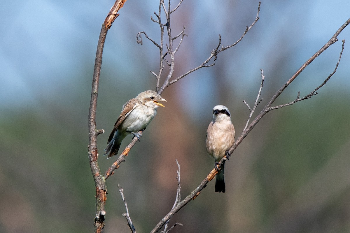 Red-backed Shrike - ML267031991