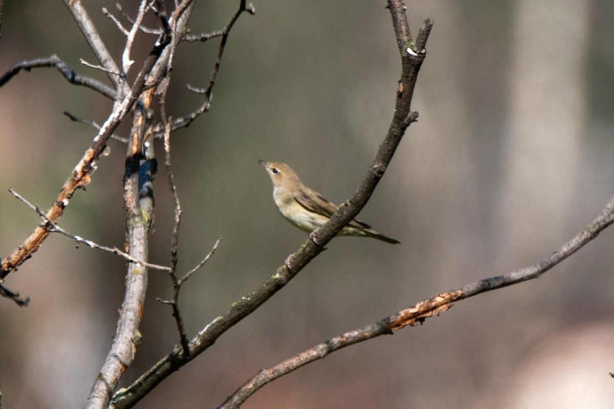 Garden Warbler - ML267032051