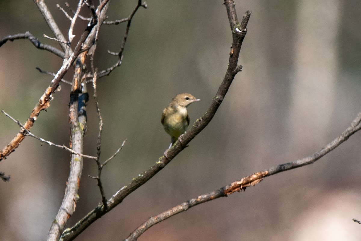 Garden Warbler - ML267032061