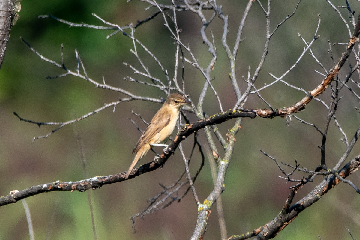 Great Reed Warbler - ML267032081