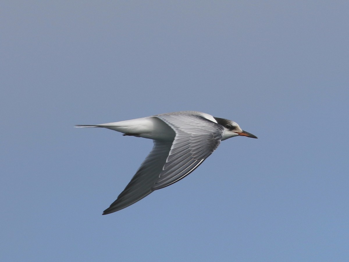 Common Tern - ML267032311