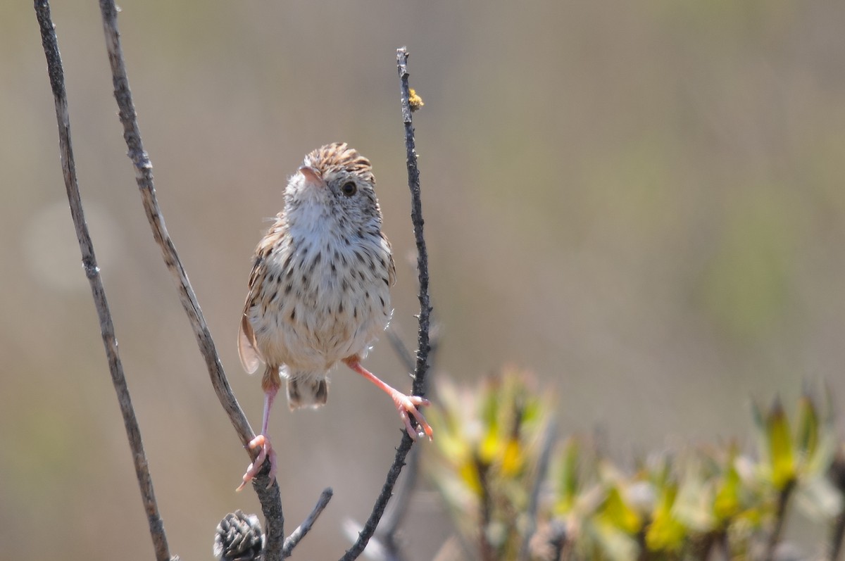 Cloud Cisticola (Cape) - ML267032511