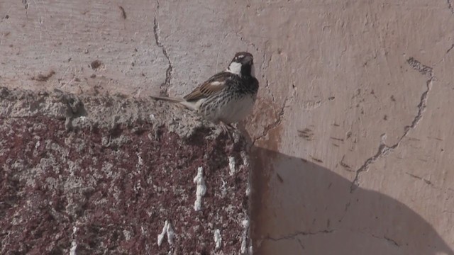 Söğüt Serçesi - ML267033221