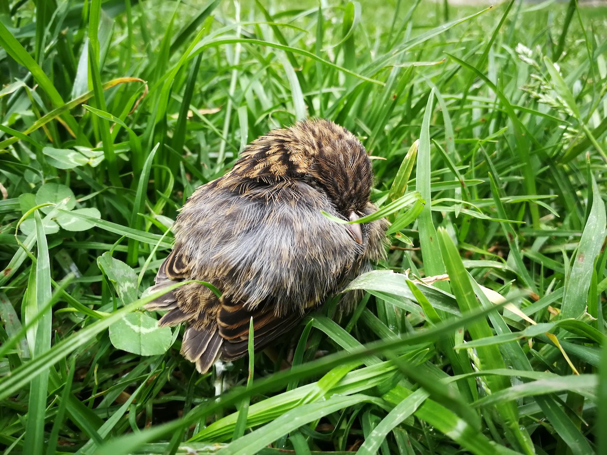 Rufous-collared Sparrow - ML267033351