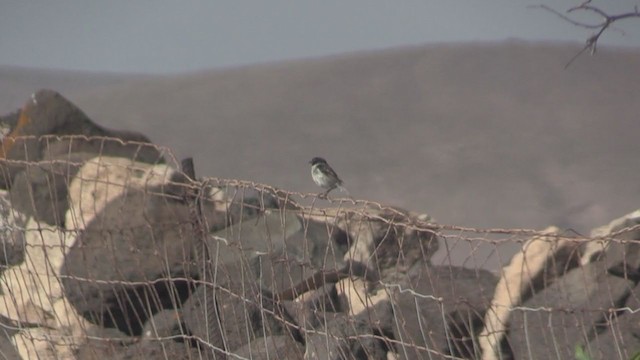 Kanarya Adası Taşkuşu - ML267033921