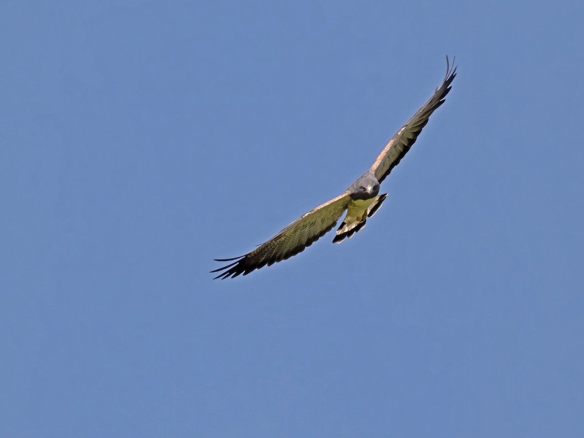 White-tailed Hawk - paul hart