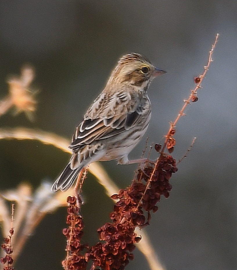 Savannah Sparrow - ML267034511