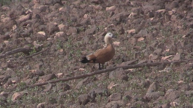 Angıt - ML267034701