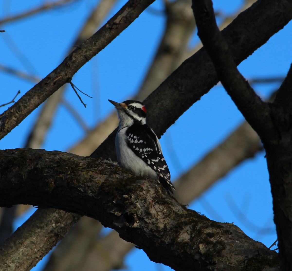 Downy Woodpecker - ML267035281