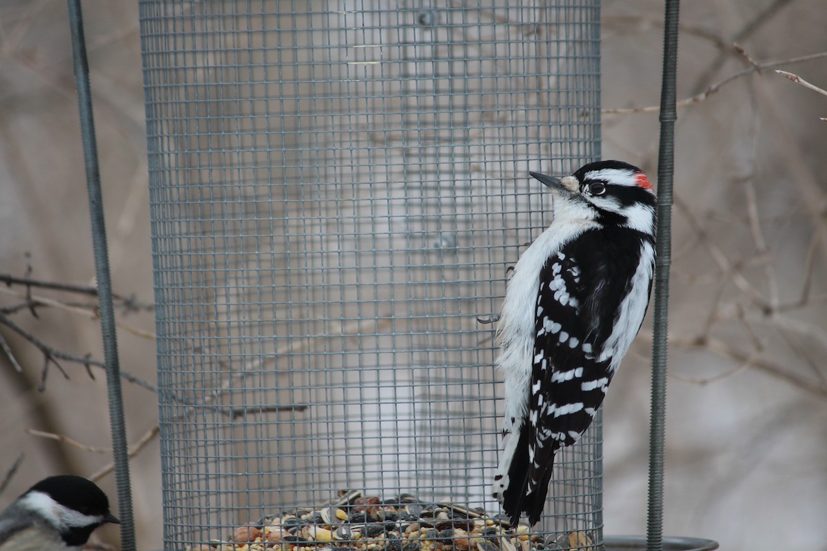 Downy Woodpecker - ML267035331