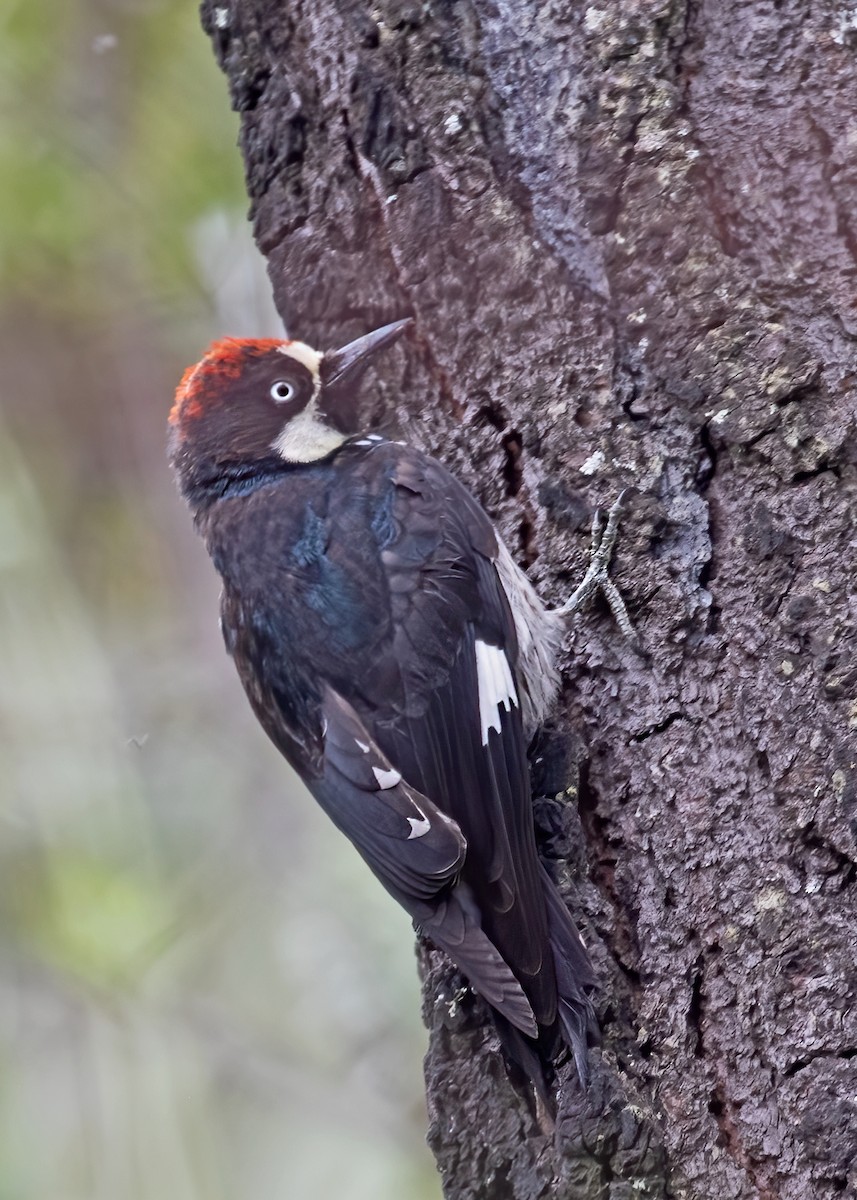 Acorn Woodpecker - paul hart
