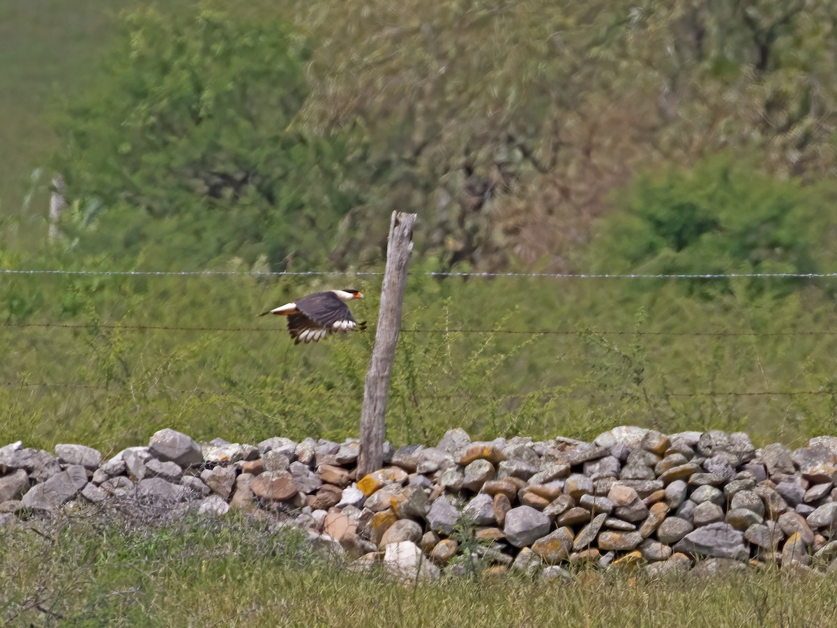 Crested Caracara (Northern) - paul hart