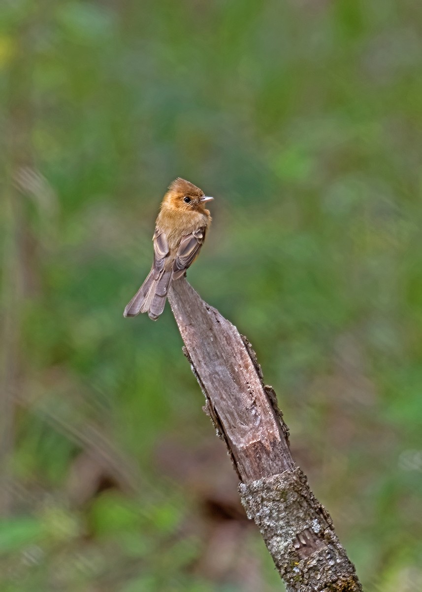 Tufted Flycatcher - ML267036861