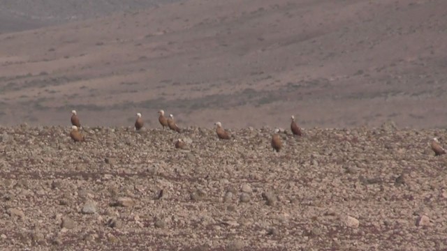 Angıt - ML267037091