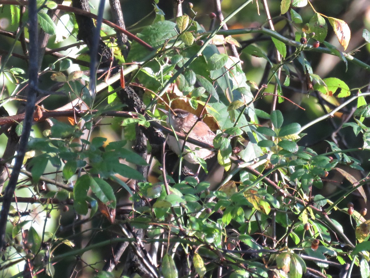 Marsh Wren - Matt Rogosky