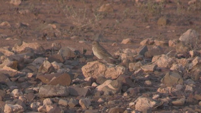 Mediterranean Short-toed Lark - ML267039881