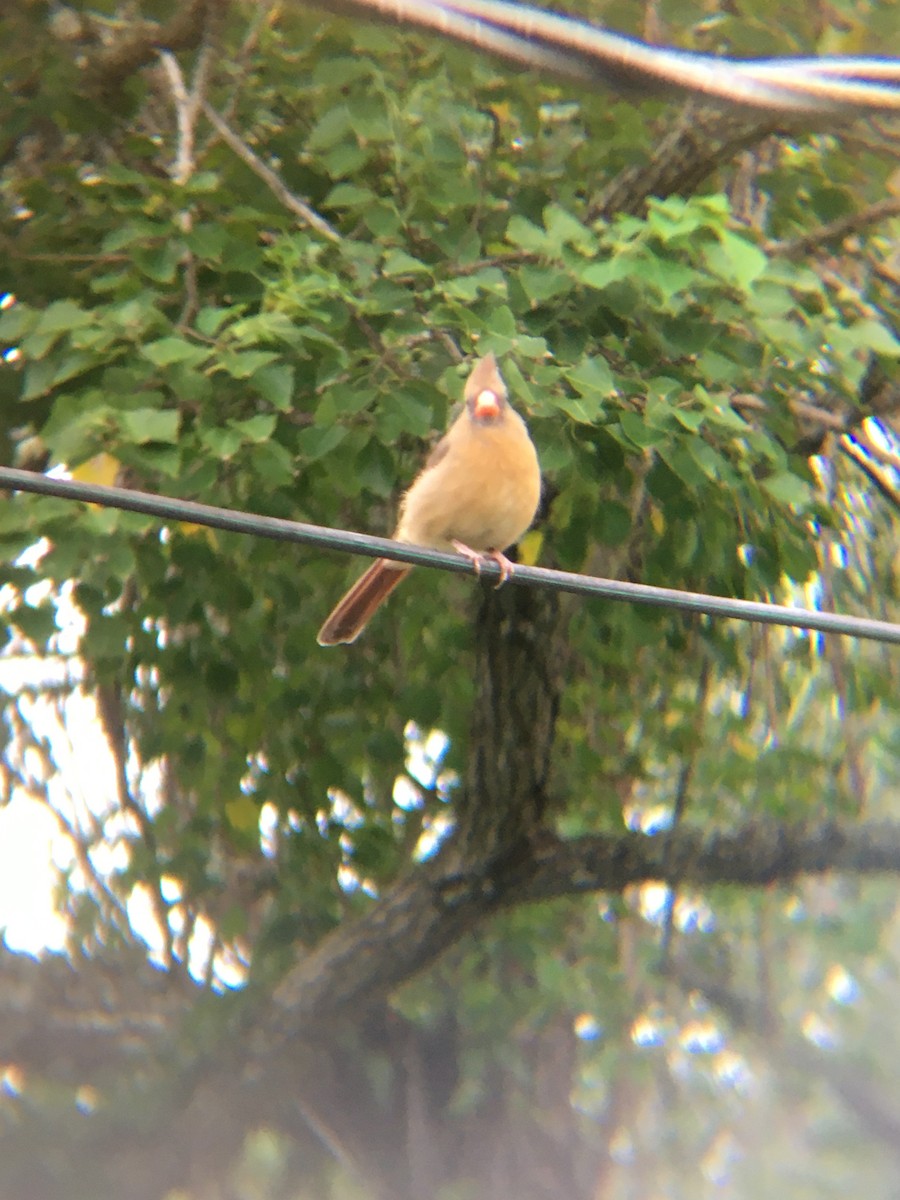 Northern Cardinal - ML267040021