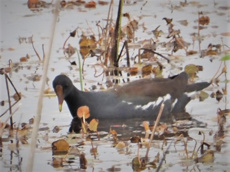 Common Gallinule - Mark Cloutier