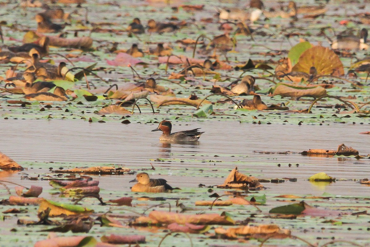 Garganey/Green-winged Teal - ML267040071