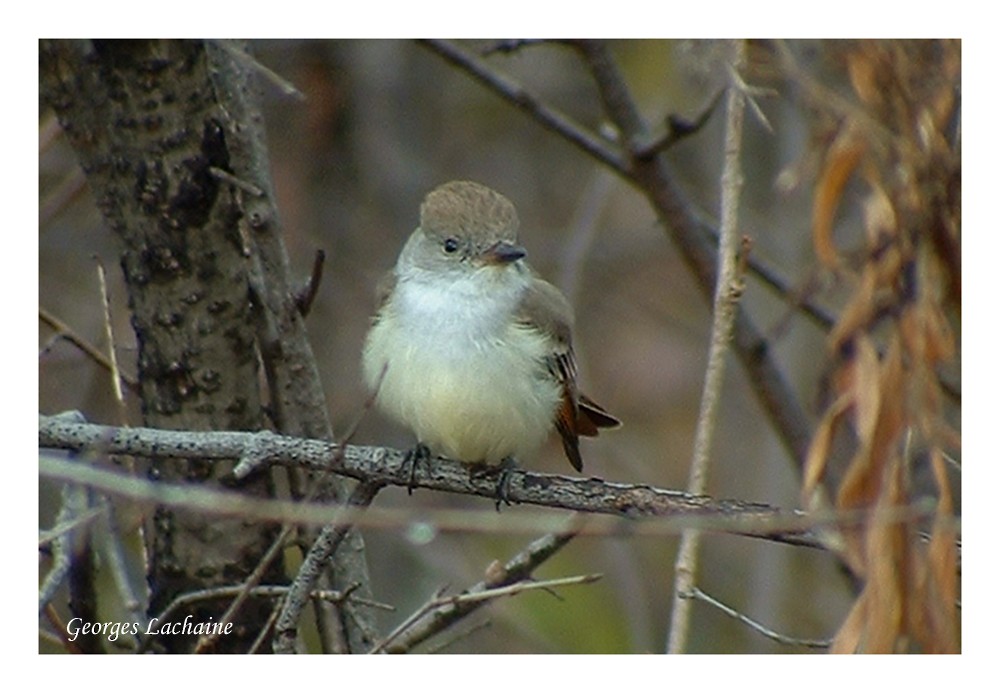 Ash-throated Flycatcher - ML26704071