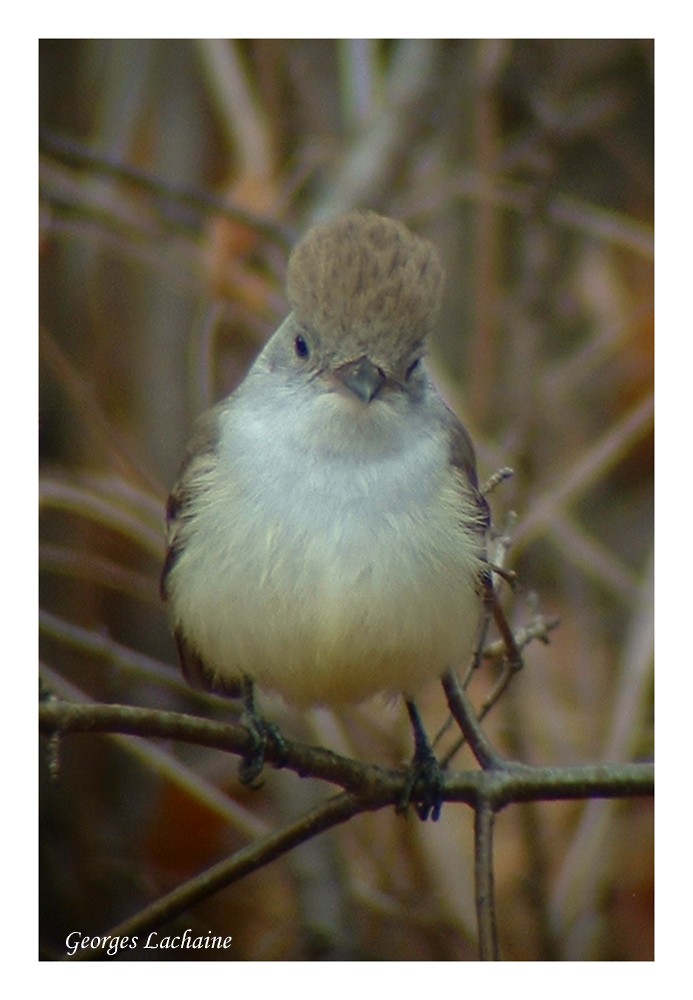 Ash-throated Flycatcher - ML26704081