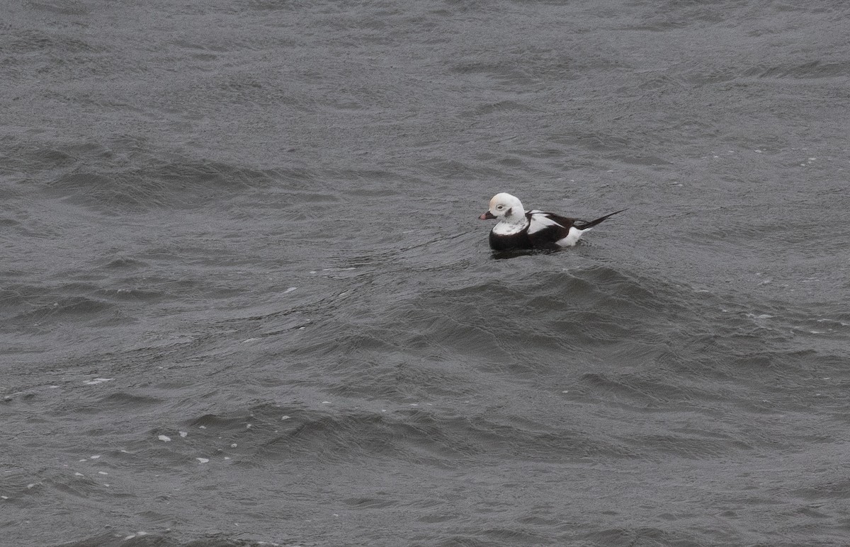 Long-tailed Duck - ML267044141