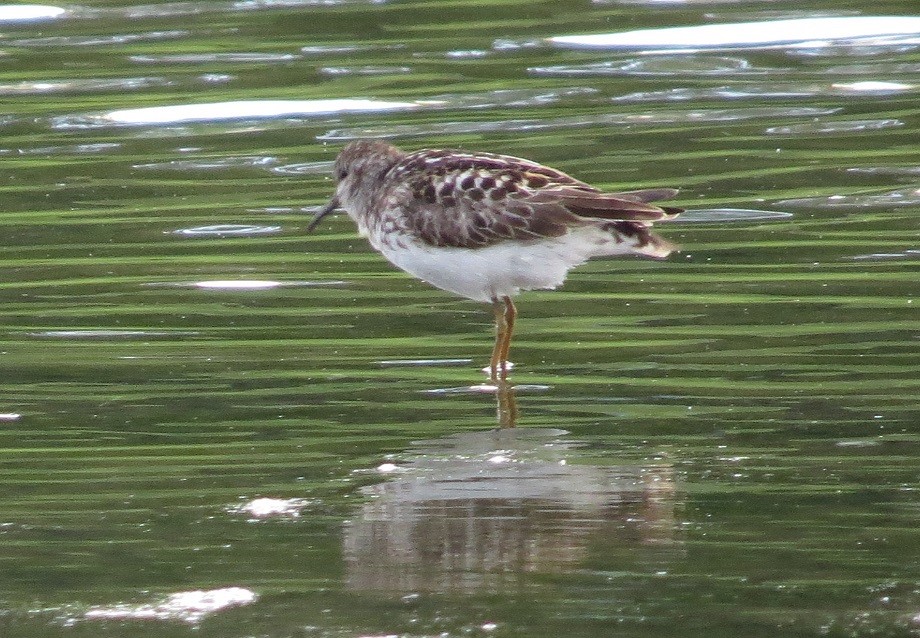 Least Sandpiper - ML26704751