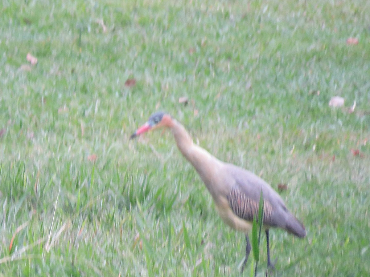 Garza Chiflona - ML267047711