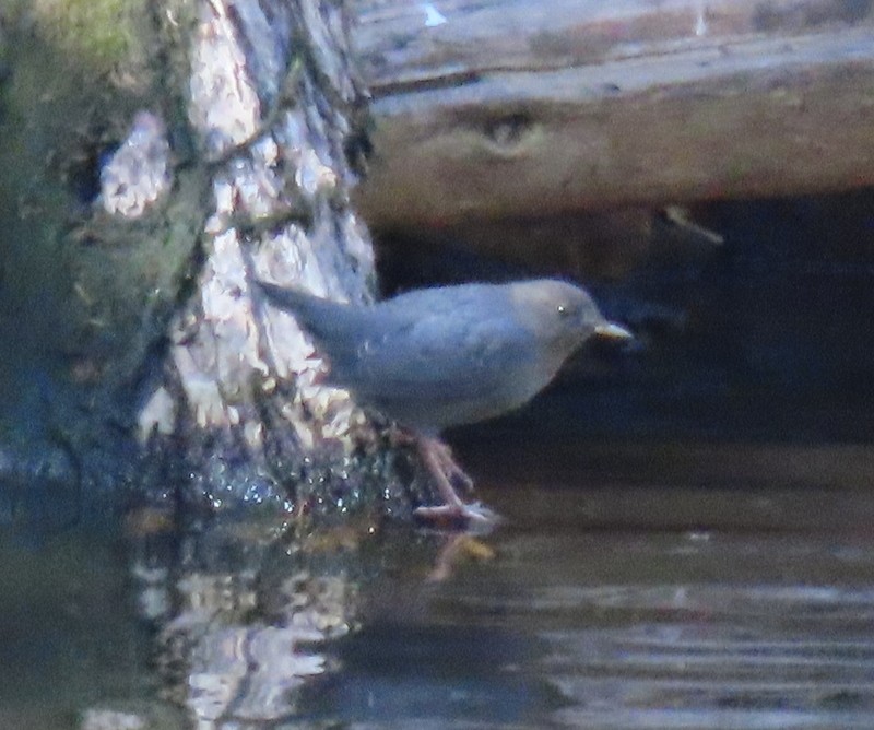 American Dipper - Carolyn Mangeng