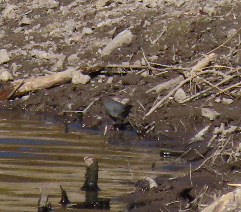 American Dipper - ML267054001