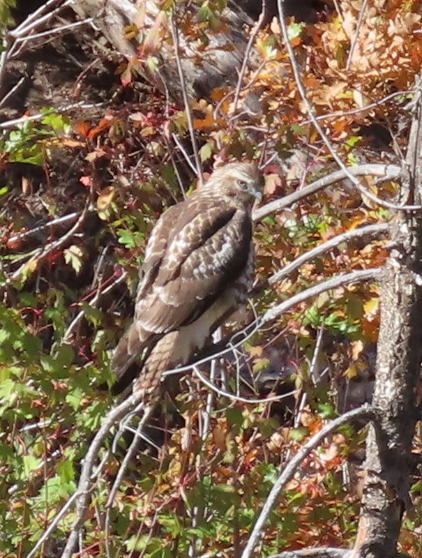 Red-tailed Hawk - ML267054101