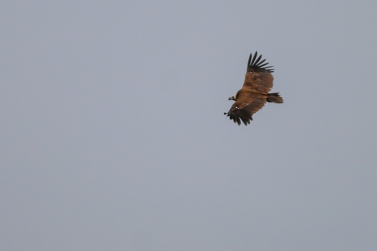 Cinereous Vulture - ML267054931