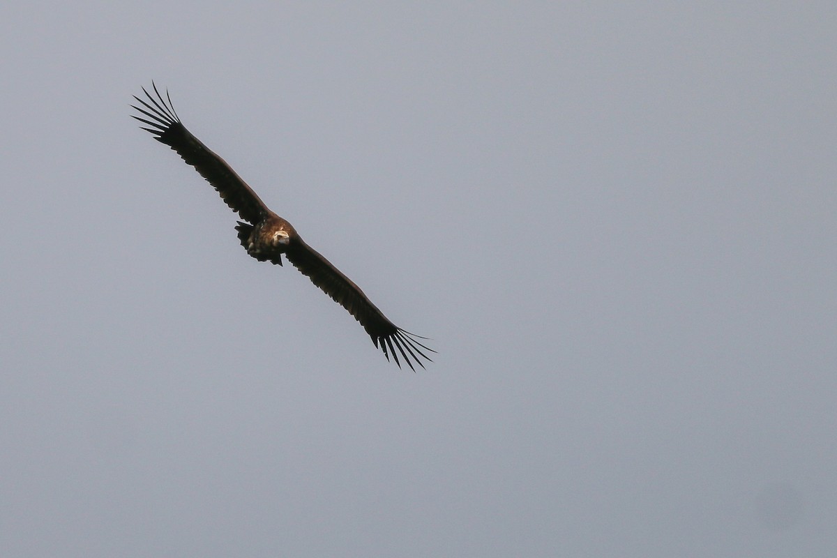 Cinereous Vulture - ML267054951