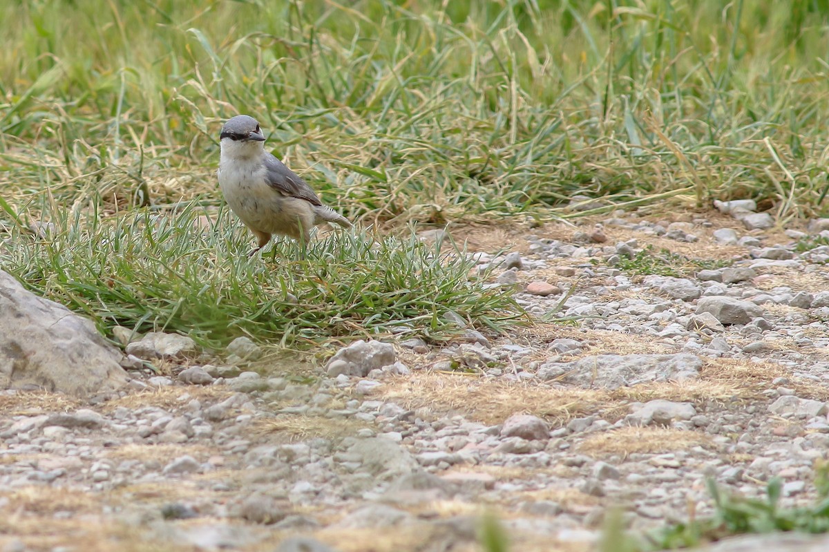 Western Rock Nuthatch - ML267055241