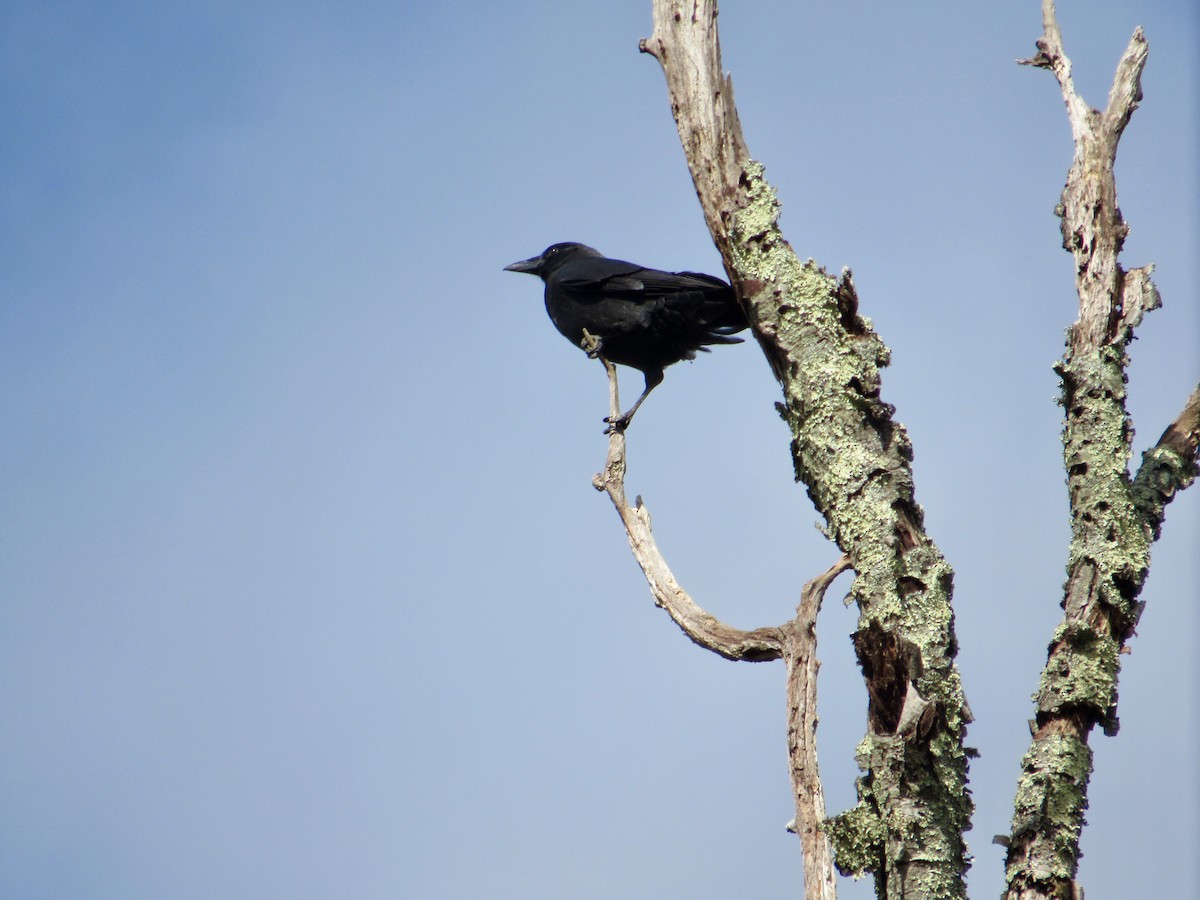 American Crow - ML267055311