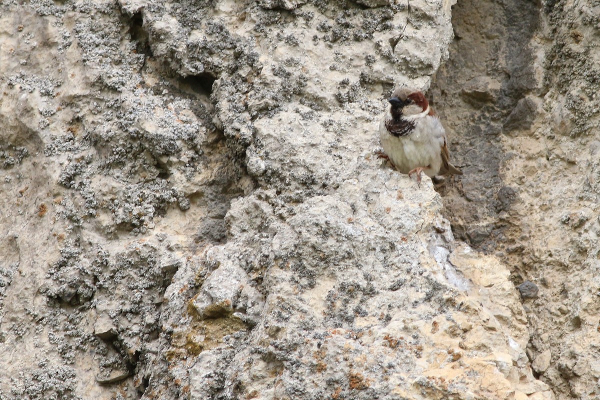 Gorrión Común - ML267056471