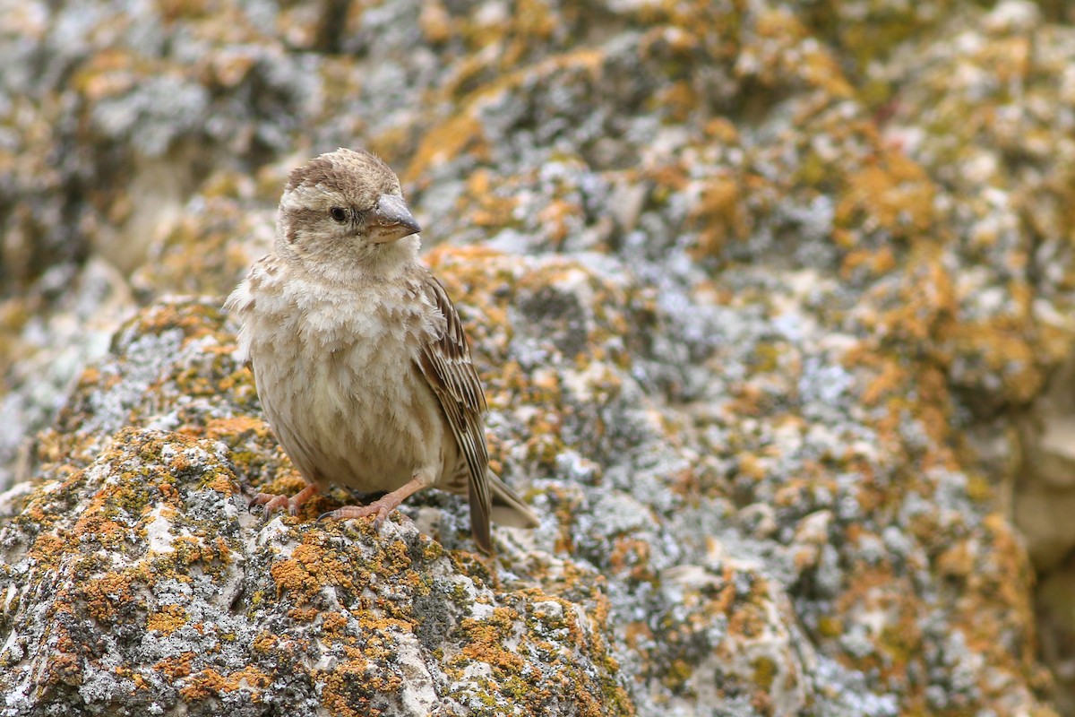 Rock Sparrow - ML267056501