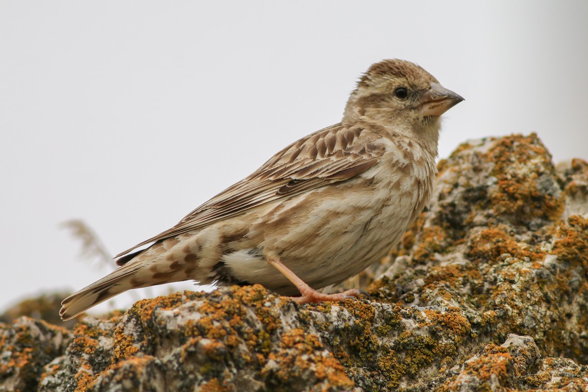 Rock Sparrow - ML267056511