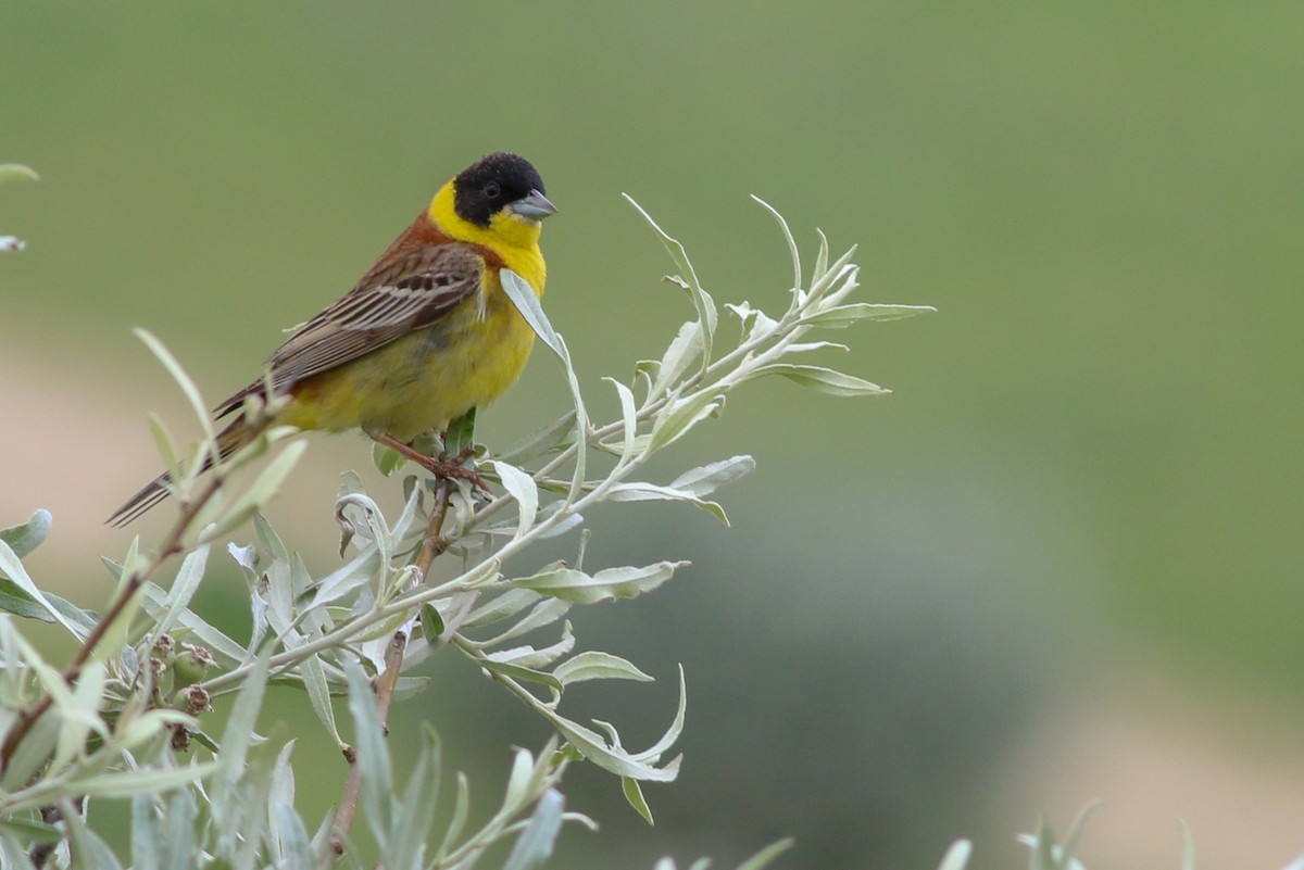 Black-headed Bunting - ML267056531