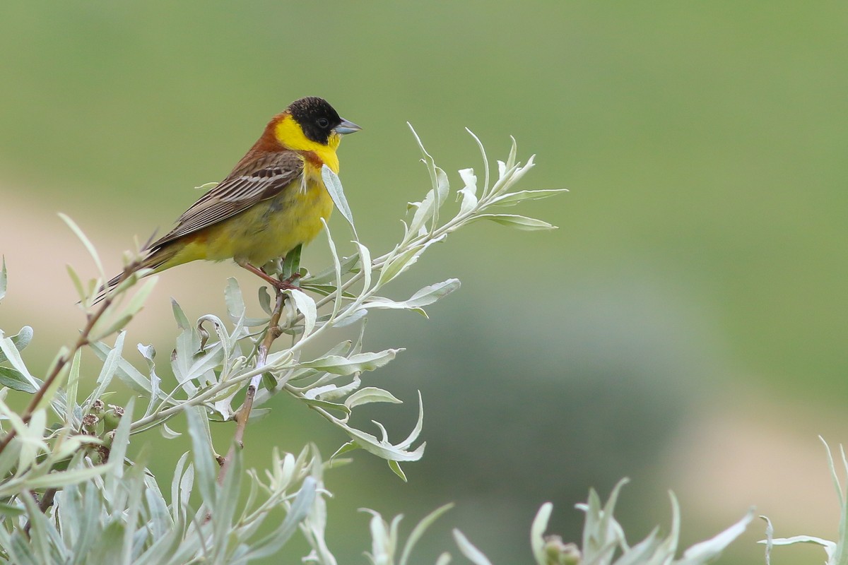 Black-headed Bunting - Jakub Macháň