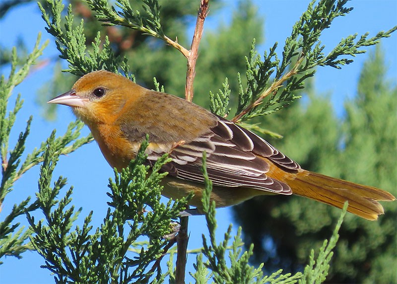 Baltimore Oriole - Karen Lebing