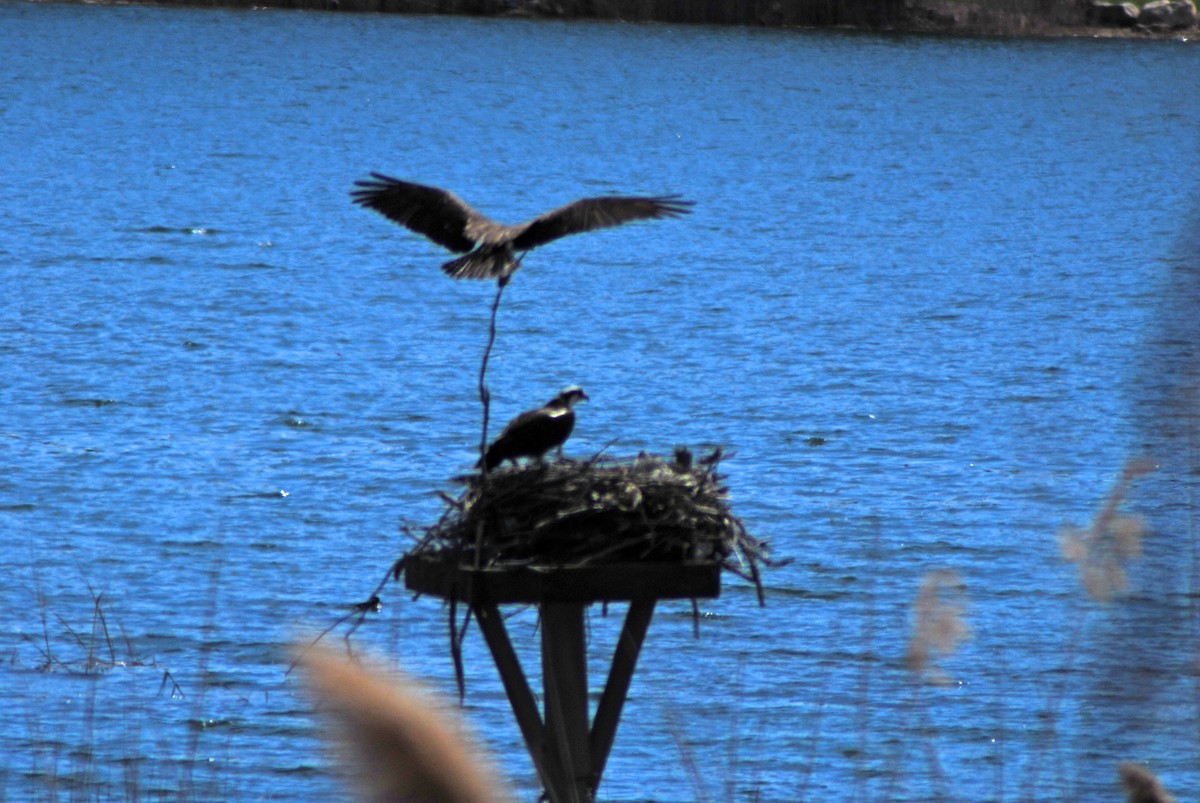 Osprey - ML26705761