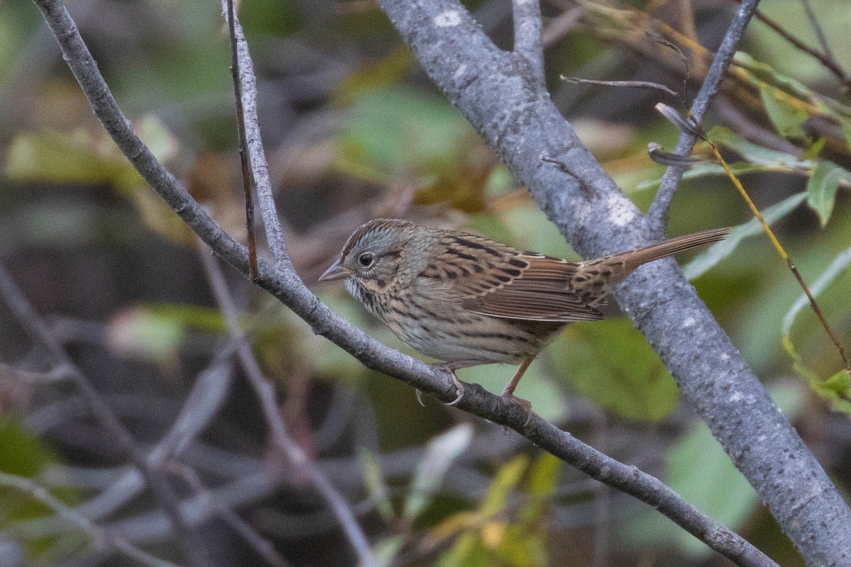 Lincoln's Sparrow - ML267058781