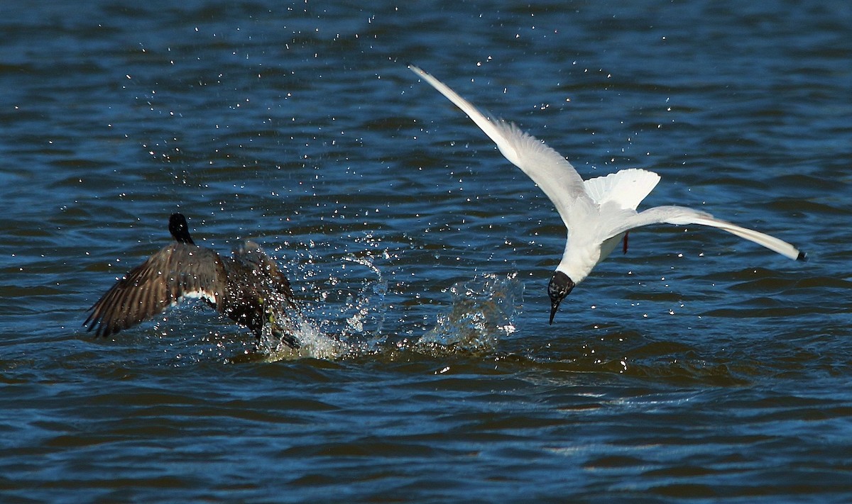 Bonaparte's Gull - Rick Sammons