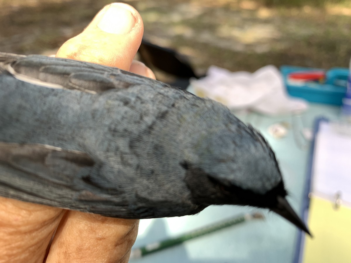 Black-throated Blue Warbler - ML267064821